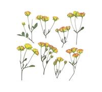 36 tiges de Fleurs séchées à têtes Multiples, spécimens de Faits à la Main, décoration pour Art et Emballage, spécimens de Fleurs condensées