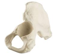 3B Scientific 1019612 Orthobones Standard Hemi Bassin OS Modèle, mâle, à gauche
