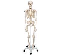 3B Scientific 1020171 Smart Anatomy A10 Squelette Classique sur Pied Métallique avec 5 Roulettes