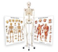 3B Scientific 3009200 Squelette standard avec système squelettique et graphiques musculaires humains, grade 4 à 12 (lot de 3)