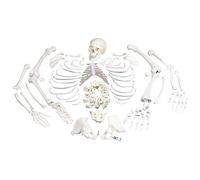 3B Scientific A05/1 Squelette, démonté + Application anatomie gratuite - 3B Smart Anatomy