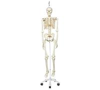 3B Scientific A10/1 Squelette classique sur pied d'accrochage métallique avec 5 roulettes + Application anatomie gratuite - 3B Smart Anatomy