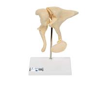 3B Scientific A100 Osselets, Grossissement 20X BONE + Application anatomie gratuite - 3B Smart Anatomy