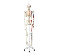 3B Scientific A11/1 Squelette Max avec représentation des muscles sur pied d'accrochage métallique à 5 roulettes modèle + Application anatomie gratuite - 3B Smart Anatomy