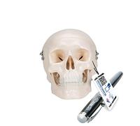 3B Scientific A18/15 Crâne Miniature, en 3 Parties + Application anatomie gratuite - 3B Smart Anatomy
