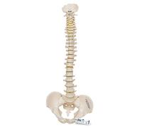 3B Scientific A18/20 Colonne Vertébrale Miniature, Elastique + Application anatomie gratuite - 3B Smart Anatomy