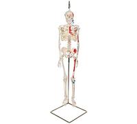 3B Scientific A18/6 Mini-Squelette "Shorty" avec Muscles Peints, sur Support de Suspension + Application anatomie gratuite - 3B Smart Anatomy