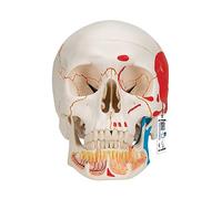 3B Scientific A22/1 Crâne classique avec assemblage aimanté avec mandibule ouverte et peinte, en 3 parties + Application anatomie gratuite - 3B Smart Anatomy
