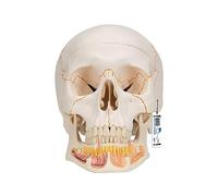 3B Scientific A22 Crâne classique avec assemblage aimanté avec mandibule ouverte, en 3 parties + Application anatomie gratuite - 3B Smart Anatomy