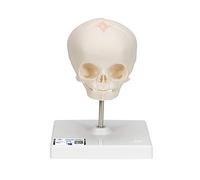 3B Scientific A26 Crâne de Fœtus, sur Support + Application anatomie gratuite - 3B Smart Anatomy