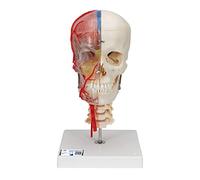 3B Scientific A283 Crâne Bonelike Didactique de Luxe, en 7 Parties - 3B Smart Anatomy