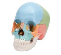 3b Scientific A291 Crâne Articulé Version Didactique 22 Pièces