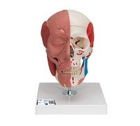 3B Scientific A300 Crâne avec muscles faciaux modèle + Application anatomie gratuite - 3B Smart Anatomy