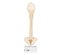 3B Scientific A52 Colonne Vertébrale Enfant, 3B BONElike + Application anatomie gratuite - 3B Smart Anatomy