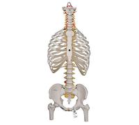 3B Scientific A56/2 Colonne Vertébrale Classique Flexible avec Thorax et Moignons du Fémur + Application anatomie gratuite - 3B Smart Anatomy