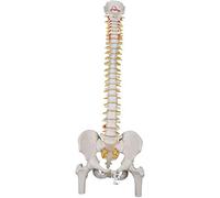 3B Scientific A58/2 Colonne Vertébrale Classique Flexible avec des Moignons de Fémur + Application anatomie gratuite - 3B Smart Anatomy