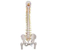 3B Scientific A58/6 Colonne Vertébrale de Luxe Flexible avec Moignons de Fémur + Application anatomie gratuite - 3B Smart Anatomy