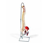 3B Scientific A58/7 Colonne Vertébrale de Luxe Flexible Peinte avec Moignons de Fémur + Application anatomie gratuite - 3B Smart Anatomy