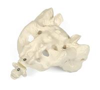 3B Scientific A70/6 Sacrum et Coccyx + Application anatomie gratuite - 3B Smart Anatomy