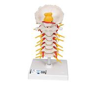 3B Scientific A72 Colonne Vertébrale Cervicale + Application anatomie gratuite - 3B Smart Anatomy