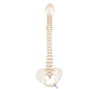 3B Scientific A794 BONElike Colonne Vertébrale + Application anatomie gratuite - 3B Smart Anatomy