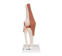 3B Scientific A82 Articulation du Genou, Modèle Fonctionnel + Application anatomie gratuite - 3B Smart Anatomy