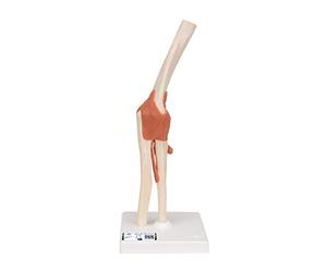 3B Scientific A83/1 Modèle Fonctionnel de Luxe de l'Articulation du Coude + Application anatomie gratuite - 3B Smart Anatomy
