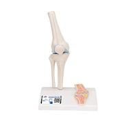 3B Scientific A85/1 Mini-Articulation du Genou avec Coupe Transversale, sur Socle + Application anatomie gratuite - 3B Smart Anatomy