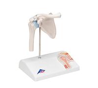 3B Scientific A86/1 Articulation Miniature de l’Epaule avec Coupe Transversale, sur Socle + Application anatomie gratuite - 3B Smart Anatomy