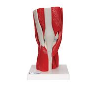 3B Scientific A882 Articulation du Genou, en 12 Pièces + Application anatomie gratuite - 3B Smart Anatomy