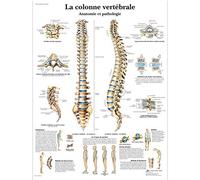 3B Scientific Modèle Anatomique Colonne Vertébrale