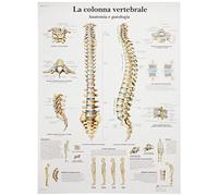 3B Scientific Affiche anatomique de la colonne vertébrale et pathologies en italien, tableau pour médecine, kinésithérapie et formation médicale