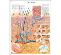 3B Scientific Affiche anatomique de la peau humaine en anglais, structure cutanée pour médecine, dermatologie, soins infirmiers et formation santé