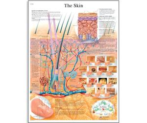 3B Scientific Affiche anatomique de la peau humaine en anglais, structure cutanée pour médecine, dermatologie, soins infirmiers et formation santé