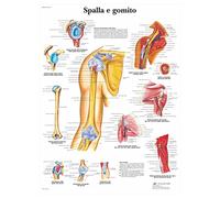 3B Scientific Affiche anatomique de l'épaule et du coude en italien, articulations du membre supérieur pour médecine, orthopédie et kinésithérapie