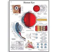 3B Scientific Affiche anatomique de l'œil humain, structure de l'œil et vision pour médecine, optométrie, soins infirmiers et formation santé