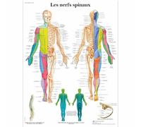 3B Scientific Affiche anatomique des nerfs spinaux en français, nerfs périphériques pour médecine, neurologie et formation médicale