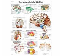 3B Scientific Affiche anatomique du cerveau humain en allemand, tableau mural pour médecine, neurologie, soins infirmiers et formation médicale