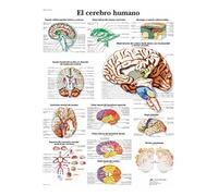 3B Scientific Affiche anatomique du cerveau humain en espagnol, tableau de neuroanatomie pour médecine, neurologie, soins infirmiers et formation médicale