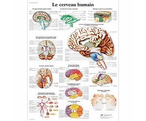 3B Scientific Affiche anatomique du cerveau humain en français, tableau de neuroanatomie pour médecine, neurologie, soins infirmiers et formation médicale