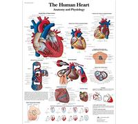 3B Scientific Affiche anatomique du cœur humain en anglais, système cardiovasculaire pour médecine, soins infirmiers, physiologie et formation santé