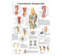 3B Scientific Affiche anatomique du genou en italien, anatomie et pathologies pour médecine, orthopédie, kinésithérapie et formation santé