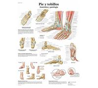 3B Scientific Affiche anatomique du pied et de la cheville en espagnol, pathologies du pied pour médecine, podologie et kinésithérapie