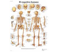3B Scientific Affiche anatomique du squelette humain en espagnol, système squelettique pour médecine, soins infirmiers, biologie et formation médicale