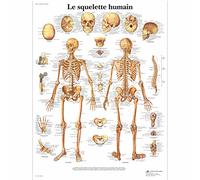 3B Scientific Modèle Anatomique Squelette Humain
