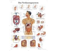 3B Scientific Affiche anatomique du système digestif humain en allemand, digestion pour médecine, soins infirmiers et gastroentérologie