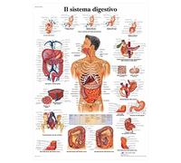 3B Scientific Affiche anatomique du système digestif humain en italien, tractus gastro-intestinal pour médecine, soins infirmiers et physiologie