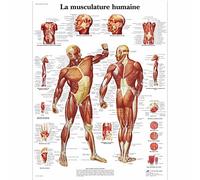 3B Scientific Affiche anatomique du système musculaire humain en français, tableau des muscles pour médecine, soins infirmiers et kinésithérapie