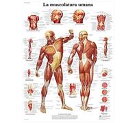 3B Scientific Affiche anatomique du système musculaire humain en italien, tableau des muscles pour médecine, soins infirmiers et kinésithérapie