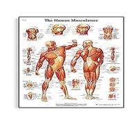 3B Scientific - Anatomie humaine - Muscles du corps humain